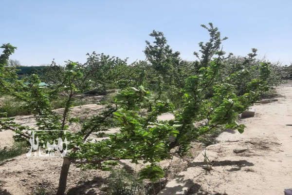 فروش باغ زمین ۹۲۷ متری در بکه شهریار - تصویر 3