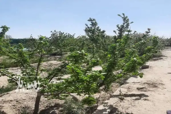 فروش باغ زمین ۹۲۷ متری در بکه شهریار - تصویر 3