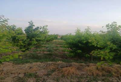 باغچه ۵۰۰ متر سهیلیه انتهای شهرک زعفرانیه روستای زکی اباد