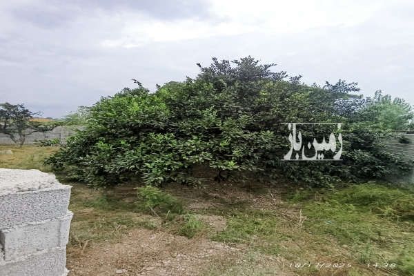 زمین موقعیت عالی در سورک ۲۰۰ متر نزدیک ساری نزدیک جنگل دریا - تصویر 4