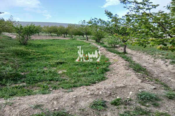 باغ دارای ۱۵۰۰ متر درختانی پر بار در اسکو - تصویر 1