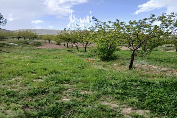باغ دارای ۱۵۰۰ متر درختانی پر بار در اسکو - تصویر 2