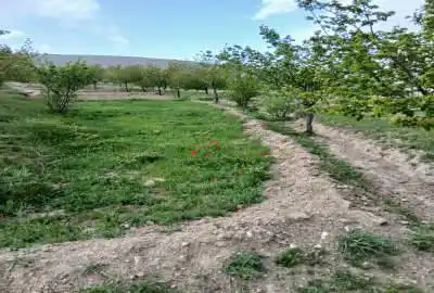باغ دارای ۱۵۰۰ متر درختانی پر بار در اسکو