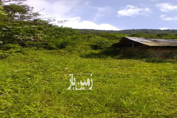 فروش زمین ۹۴۸۰ متر در دل طبیعت - تصویر 3