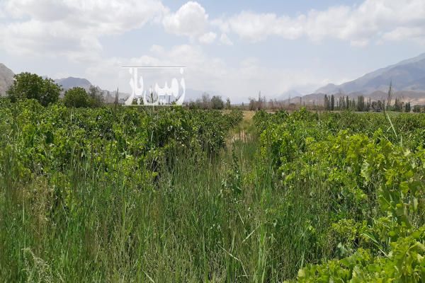 زمین کشاورزی و باغ ۱۴۰۰۰۰ متر در منطقه شمال بسطام - تصویر 3