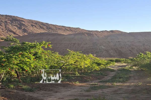 باغ انار زمین قابل ساخت ۲۵۰۰ متر جاده دوآب - تصویر 1