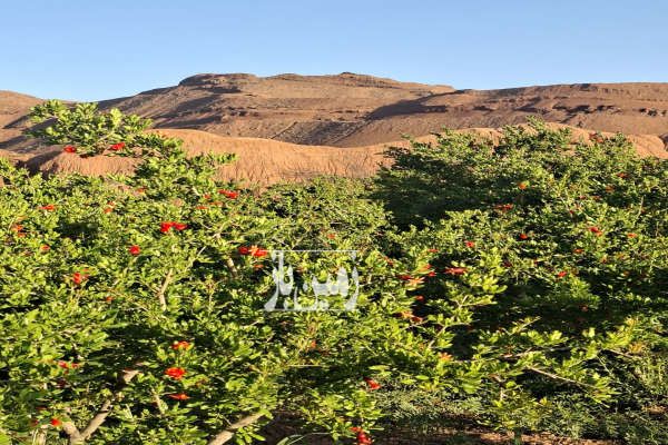 باغ انار زمین قابل ساخت ۲۵۰۰ متر جاده دوآب - تصویر 2