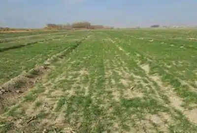 زمین مناسب ۷۰۰ متر برای سرمایه گذاری و باغچه جاده کانال