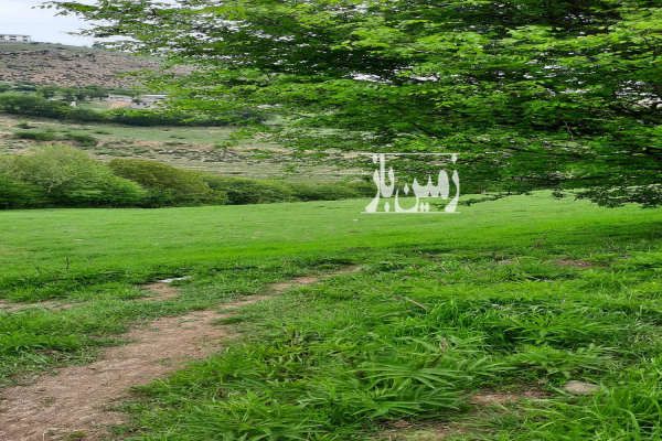 زمین پسته ور مرزن آباد ۱۵۳۹ متر مناسب سرمایه گذاری - تصویر 1