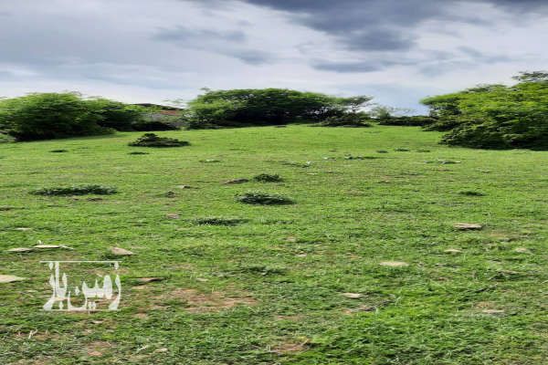 زمین پسته ور مرزن آباد ۱۵۳۹ متر مناسب سرمایه گذاری - تصویر 2