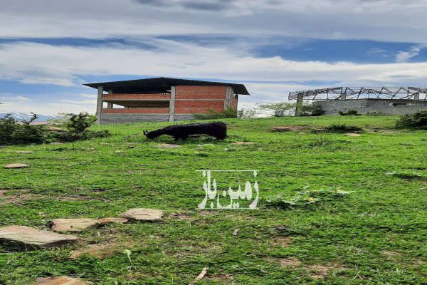 زمین پسته ور مرزن آباد ۱۵۳۹ متر مناسب سرمایه گذاری - تصویر 3