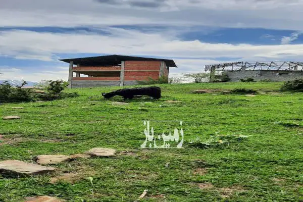 زمین پسته ور مرزن آباد ۱۵۳۹ متر مناسب سرمایه گذاری - تصویر 3