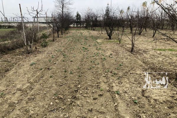فروش زمین باغی ۱۳۰۰ متر ابتدای جاده کردکوی بندرگز - تصویر 1