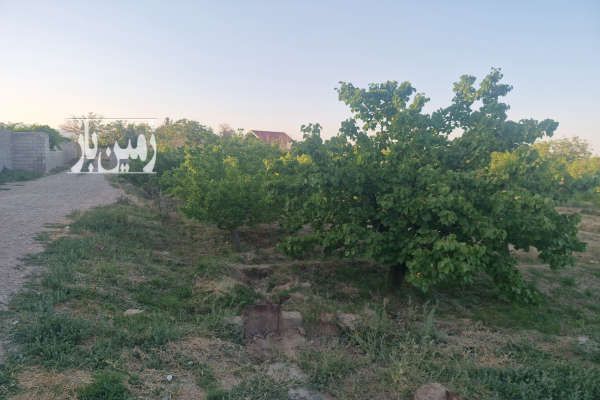 فروش باغ زردآلو در بسطام ۴۰۰۰ متر شاهرود استان سمنان - تصویر 1