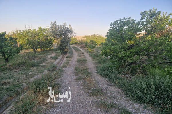 فروش باغ زردآلو در بسطام ۴۰۰۰ متر شاهرود استان سمنان - تصویر 2
