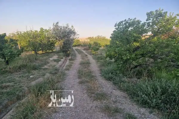 فروش باغ زردآلو در بسطام ۴۰۰۰ متر شاهرود استان سمنان - تصویر 2
