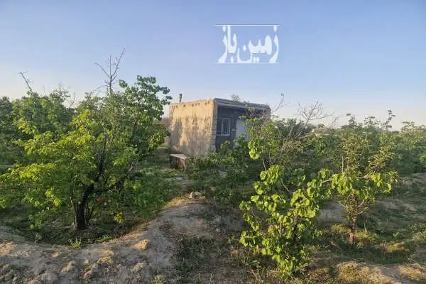فروش باغ زردآلو در بسطام ۴۰۰۰ متر شاهرود استان سمنان - تصویر 3