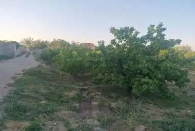 فروش باغ زردآلو در بسطام ۴۰۰۰ متر شاهرود استان سمنان