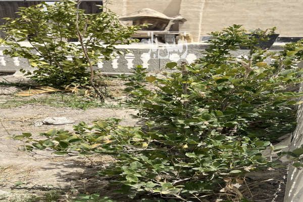 باغچه چهار دیواری شده ۲۰۰ متر رباط کریم - تصویر 1