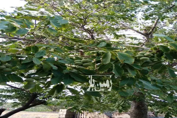 باغ جنگلی میوه ای ۵۰۰۰ متر با درختان گردوی چندین ساله - تصویر 2