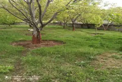 باغ جنگلی میوه ای ۵۰۰۰ متر با درختان گردوی چندین ساله