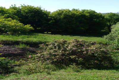 فروش باغ با چشمه جاری ۴۲۸۰ متر دیلمان روستای اسیابر