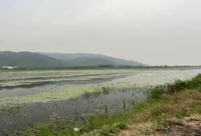 زمین مسکونی ۲۴۱ متر در روستای ملاط