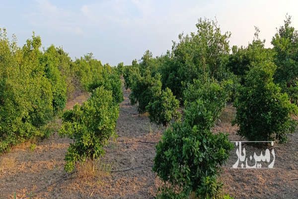 فروش باغ مرکبات ۴۲۰۰ متر در شریف آباد فرح آباد - تصویر 1