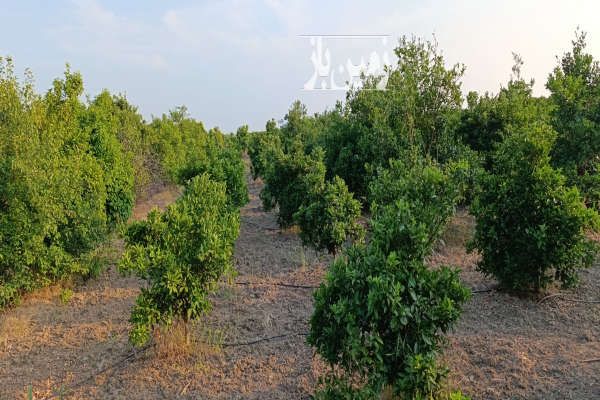 فروش باغ مرکبات ۴۲۰۰ متر در شریف آباد فرح آباد - تصویر 3
