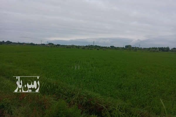 زمین مسکونی مناسب ۳۰۰ متر کوچصفهان کنارسر - تصویر 1