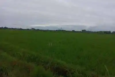 زمین مسکونی مناسب ۳۰۰ متر کوچصفهان کنارسر