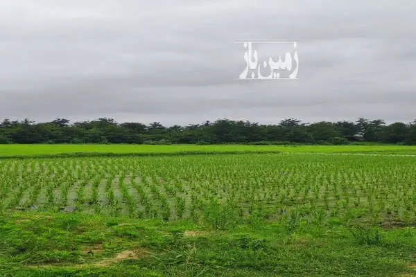 فروش زمین کشاورزی حاصلخیز و پر محصول - تصویر 3