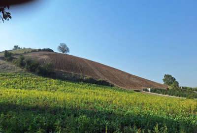 یک هکتار زمین با چشم انذاز جنگلی در روستای زرندین