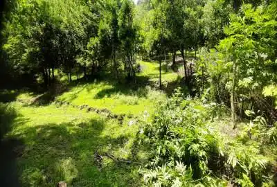 فروش زمین ۳۲۰ متری در اسالم روستای نارنجدول