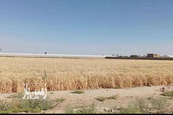 زمین کشاورزی با موقعیت عالی ورامین شهرک مدرس - تصویر 1