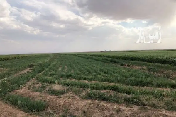 زمین کشاورزی در حاجی آباد قشلاق - تصویر 2