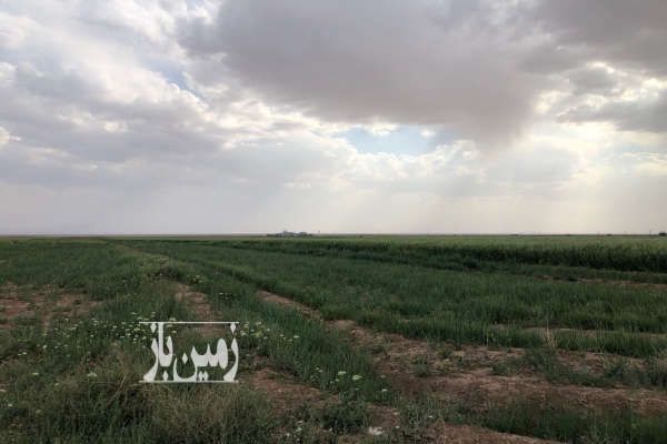 زمین کشاورزی در حاجی آباد قشلاق - تصویر 3