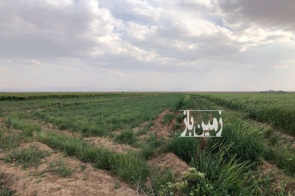 زمین کشاورزی در حاجی آباد قشلاق - تصویر 4
