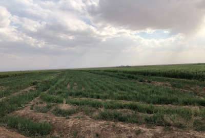 زمین کشاورزی در حاجی آباد قشلاق