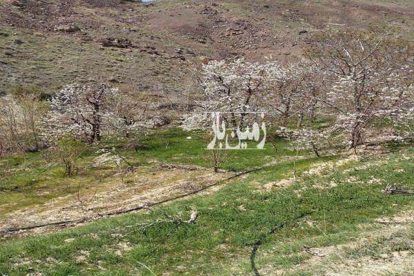 فروش باغ در منطقه خوش آب هوا روستای توداران - تصویر 2
