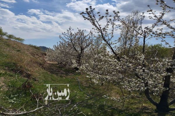 فروش باغ در منطقه خوش آب هوا روستای توداران - تصویر 4