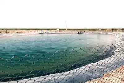 باغ پسته پیوند شده احمد آقایی