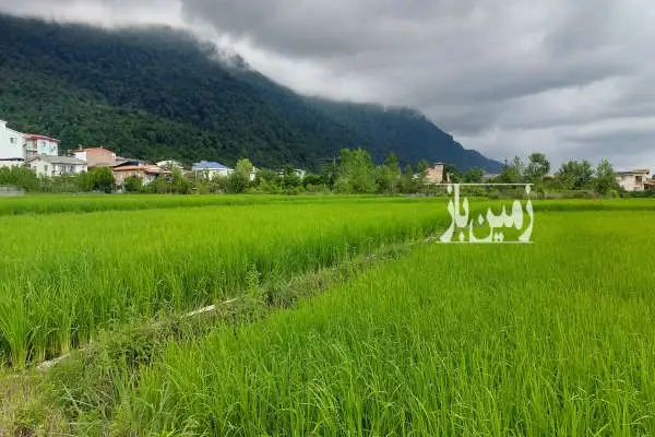 هچیرود ۱۵۰۰ متر زمین ویو ابدی دریا و جنگل ۱۰۰متر با بافت - تصویر 2