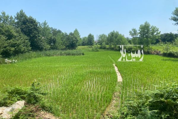 زمین شالیزاری در روستای تخسم - تصویر 1