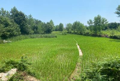 زمین شالیزاری در روستای تخسم