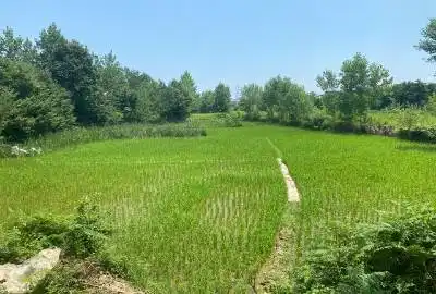 زمین شالیزاری در روستای تخسم