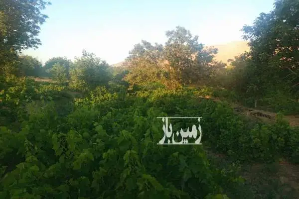 فروش باغ انگور همراه یکساعت آب از چاه عمیق - تصویر 3