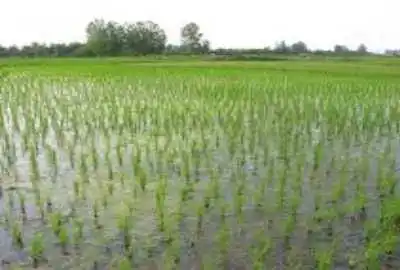 زمین کشاورزی شالیزار کشل روستای اشلیکی ۴۵۰۰ متر