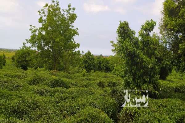 فروش ۷۵ هزارمتر زمین باسند تک برک - تصویر 4