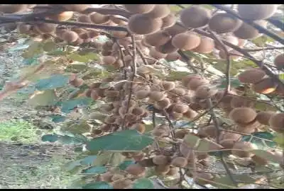 باغ کیوی پرمحصول با امکانات باور نکردنی